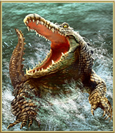 Nile Crocodile