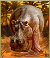 Nile Hippo